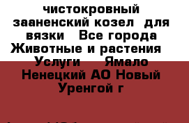 чистокровный зааненский козел  для вязки - Все города Животные и растения » Услуги   . Ямало-Ненецкий АО,Новый Уренгой г.